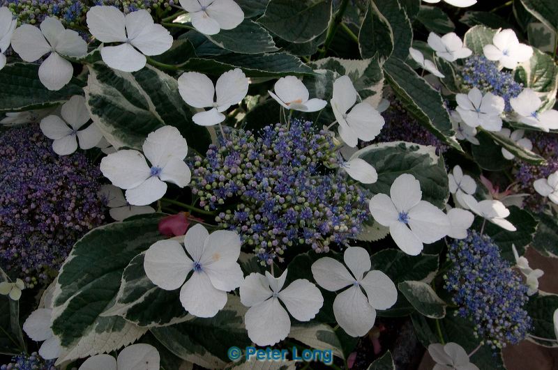 dsc_9646.jpg