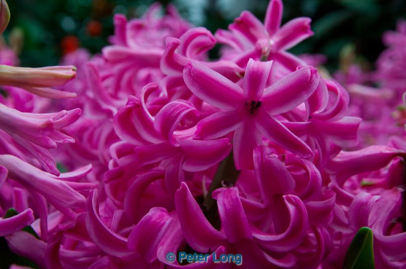 dsc_8306.jpg