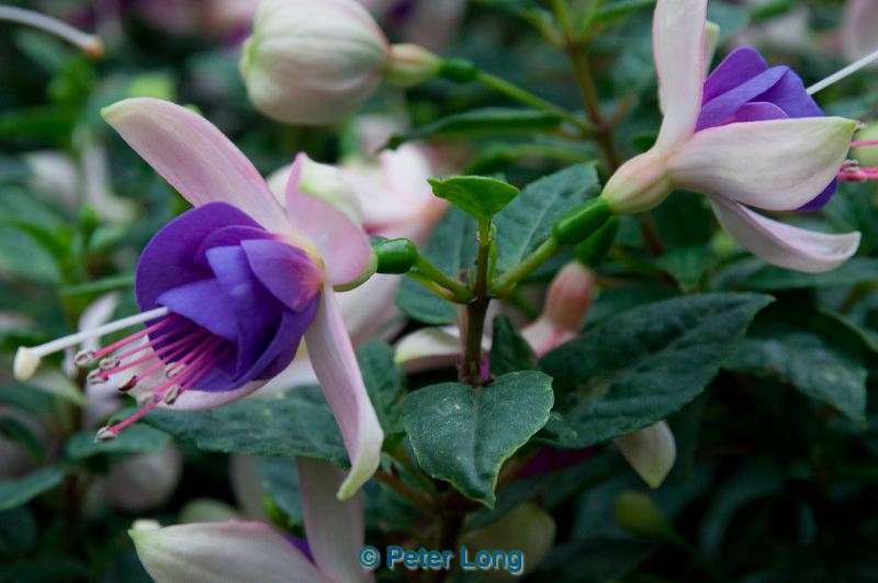 dsc_8709.jpg