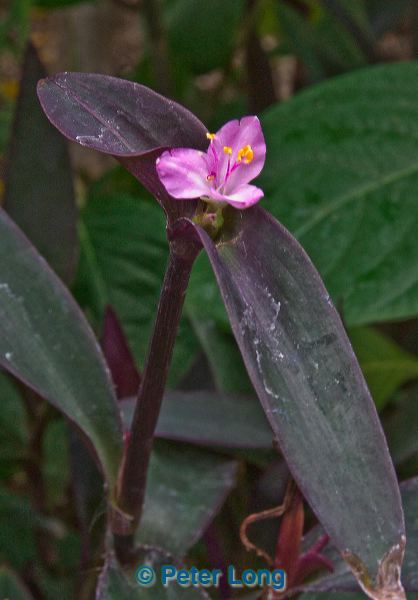 dsc_5802.jpg