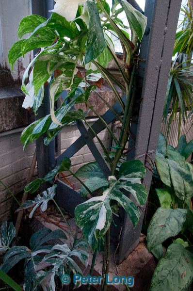 dsc_2618.jpg
