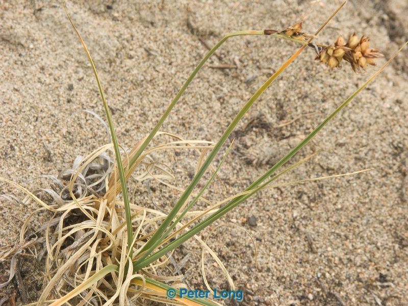 pict9588.jpg