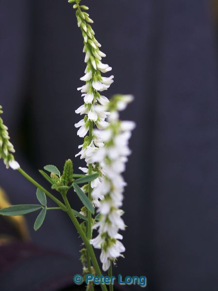 0001896_p2338.jpg