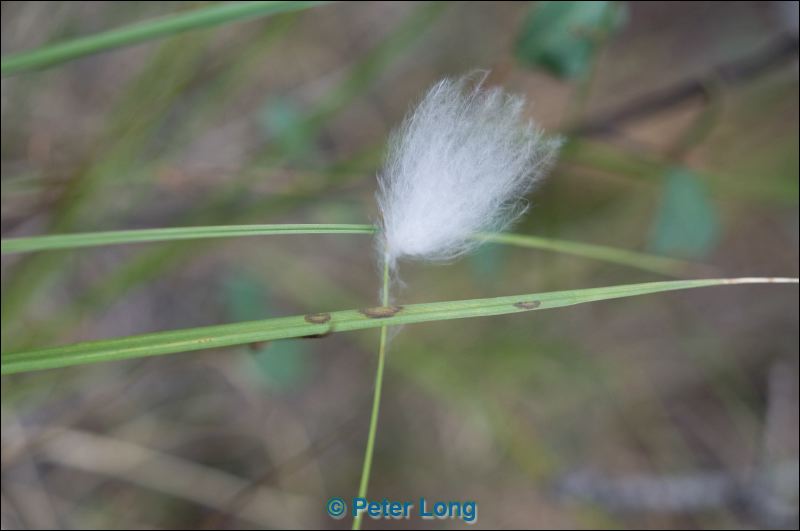 dsc_8017.jpg