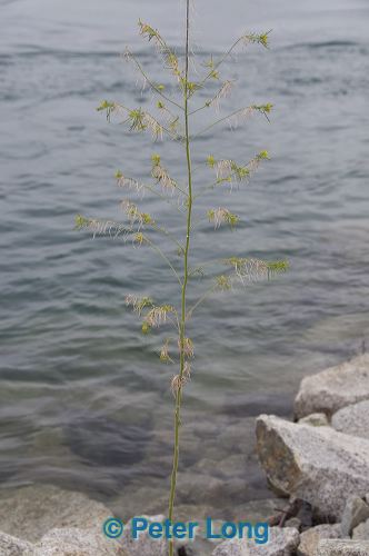 dsc_8268.jpg