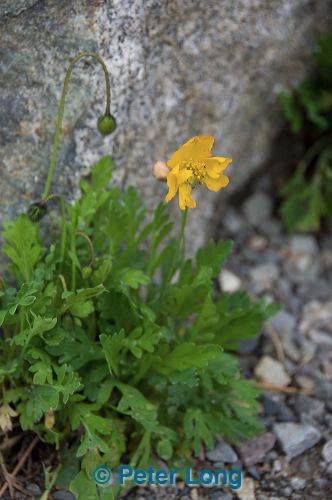 dsc_8330.jpg
