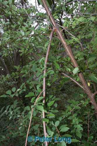 dsc_8961.jpg